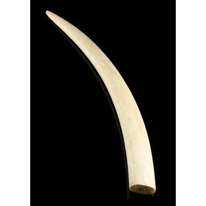 An antique undecorated walrus tusk, 19th century, 47 cm long