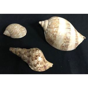 Three Volute shells, sizes vary, one broken on edge, length 10…