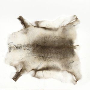 A reindeer hide rug, the winter pelt of soft brown and white…