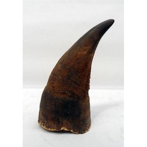 An African black rhinoceros horn, circa 1947 This horn was…