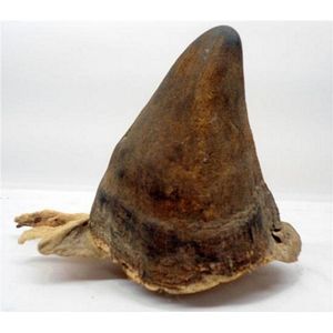An African black rhinoceros horn circa 1947. This horn was…
