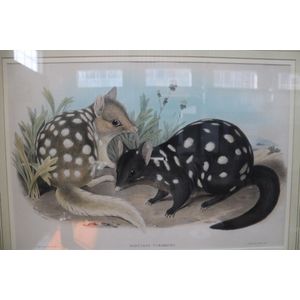 Framed Gould lithograph, H C Richter, Dasyurus Viverrinus