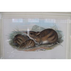 Framed Gould lithograph, H C Richter, Perameles Gunnii