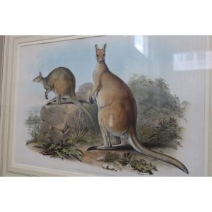 Framed Gould lithograph, J C Richter, Osphranter Antiloplnus