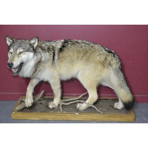 Alaskan Wolf Taxidermy in Aggressive Pose - Natural History - Industry ...