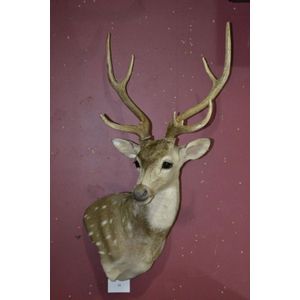 Taxidermy Australian Chital trophy shoulder mount - Natural History ...