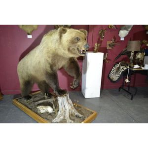 Taxidermy Alaskan 8ft full body rare Cinnamon Brown Bear on…