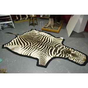 African Zebra skin A1 grade rug, 3m long on felt padding