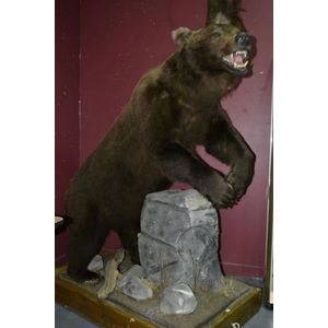 Taxidermy Alaskan 8ft full body Grizzly Bear on naturalistic…