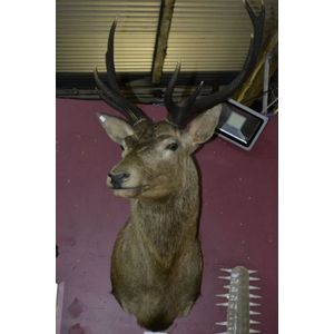 Stunning 9pt Red Deer Shoulder Mount Taxidermy - Natural History ...