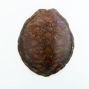 Antique Turtle or Tortoise Shell