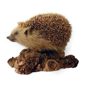 A taxidermy hedgehog of an unusual pale colour, standing on a…
