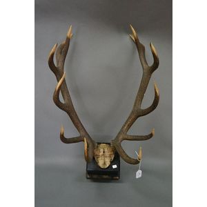 Set of antique early 19th century French 12 point antlers, with…