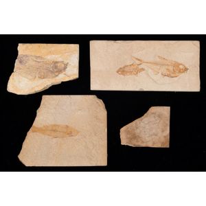 Three fish fossils and a trilobite fossil, (4 items), the…
