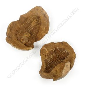 A rare New Zealand trilobite fossil, the two piece rock nodule…