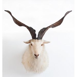 A taxidermied white goat, approx. 100 cm high and 85 cm wide.…
