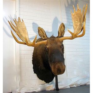 Taxidermied moose - price guide and values