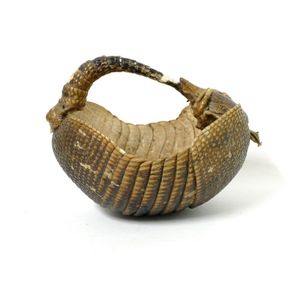 A vintage taxidermy armadillo sewing basket, in golden/brown…