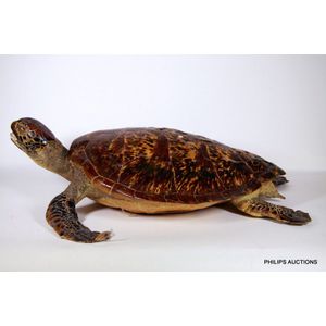 A vintage taxidermied Hawksbill turtle (Eretmochelys Imbricata),…