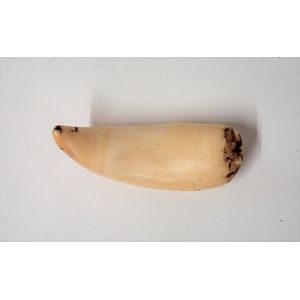 An old semi-polished Fijian tabua (sperm whale tooth), the fine…