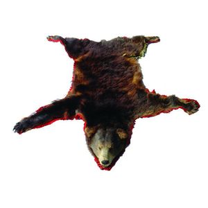 An American black bear skin with head, bearing an old label…