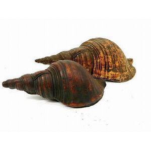 Two old conch shells, Schouten Islands, Papua New Guinea.…
