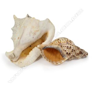 Vintage conch shells - price guide and values