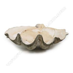 Large Giant Clam Shell with Thick Walls and Minor Chipping - Natural ...
