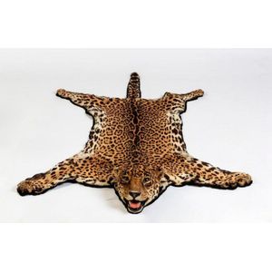 A spotted leopard skin rug with full head mount 180 cm high,…