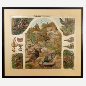A vintage French poster of pigeons, ex a French school, framed…