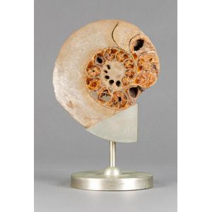 Ammonite: impressive Jurassic period (180 million years old)…