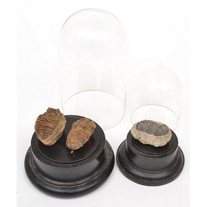 Two fossilised beetles, together with a glass dome one beetle…