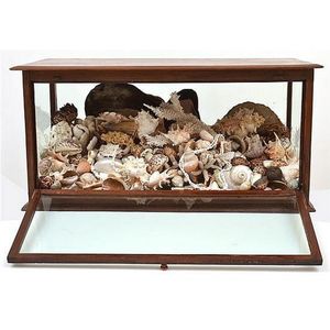 A large shell diorama in a glazed cabinet 91.5 x 44 x 43 cm.…