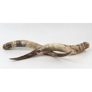 An impressive pair of Texas longhorn steer horns, the longest…