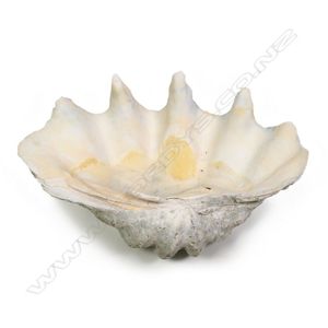 A large and impressive clam shell, a hole to the top interior.…