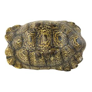 Taxidermied leopard tortoiseshell, carapace and plastron…