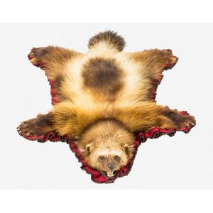 Taxidermied wolverine skin rug, with full head mount displaying…