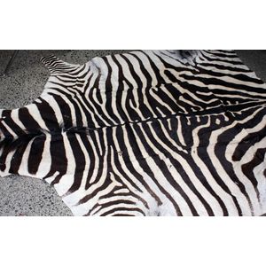 Zebra skin, with tail and head intact. 280 cm x 170 cm approx.