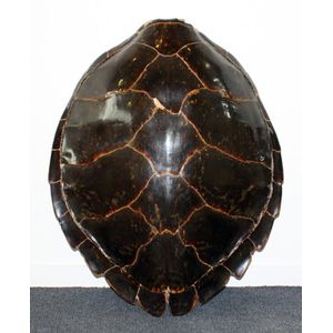 Large Turtle Shell - 63cm Length - Natural History - Industry Science ...