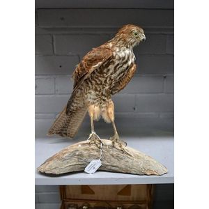Antique taxidermy large European hawk specimen mounted on a log.…