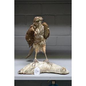 Antique European sparrow hawk specimen mounted on log, 28 cm…