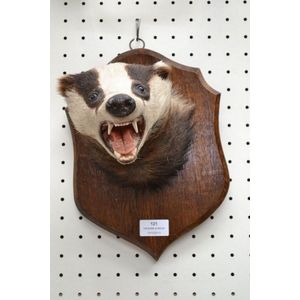 Antique English taxidermy Badger trophy head mounted on wooden…