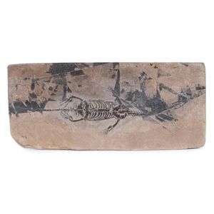 Keichousaurus marine reptile fossil, Chinese origin, Triassic…