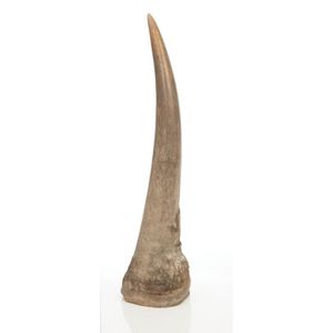 An impressive African rhinoceros horn in its natural state.…