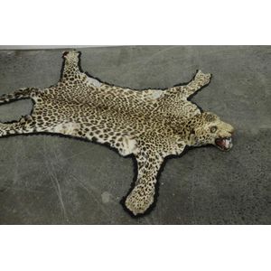A vintage full head mount leopard skin rug with wool and cotton…