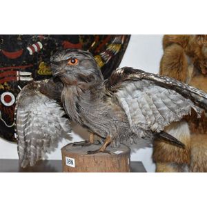 An early taxidermy Tawny Frogmouth owl, standing on a log base