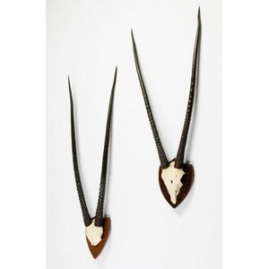 Two pairs of large wall mounted ibex horns, approx. 136 cm high…