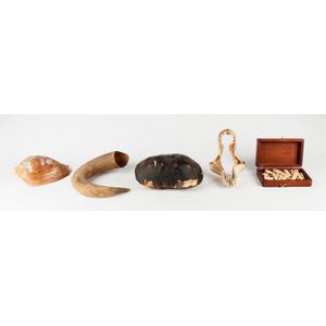 Natural History; group including tiger shark jaws, crocodile…