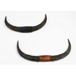 taxidermied buffalos, bisons, water buffalo - price guide and values