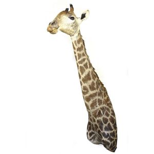 A large taxidermied head and neck of an adult East African…